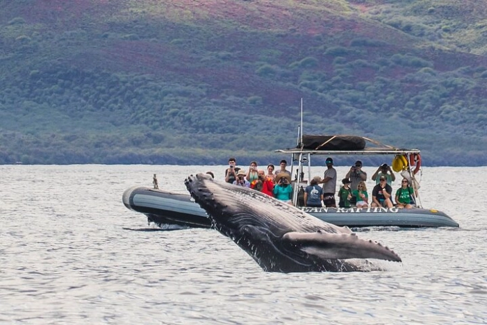 Eye-Level Whale or Dolphin Watching Eco-Raft Tour from Lahaina