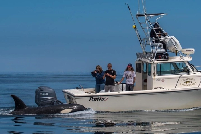 Private Family Whale & Dolphin Adventure in San Diego