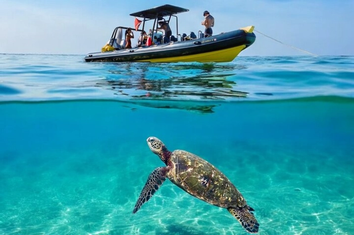 Turtle Canyon Snorkel Adventure Tour: Small Group (6 Passengers)