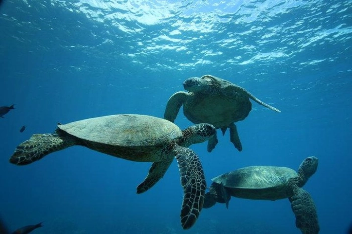 9am Turtle Canyon Snorkel Adventure 
