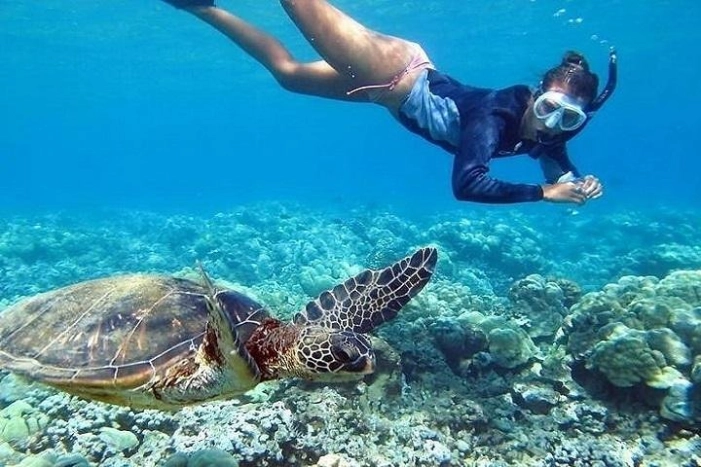 Oahu Circle Island: Snorkel with Turtles & Explore Turtle Beach 