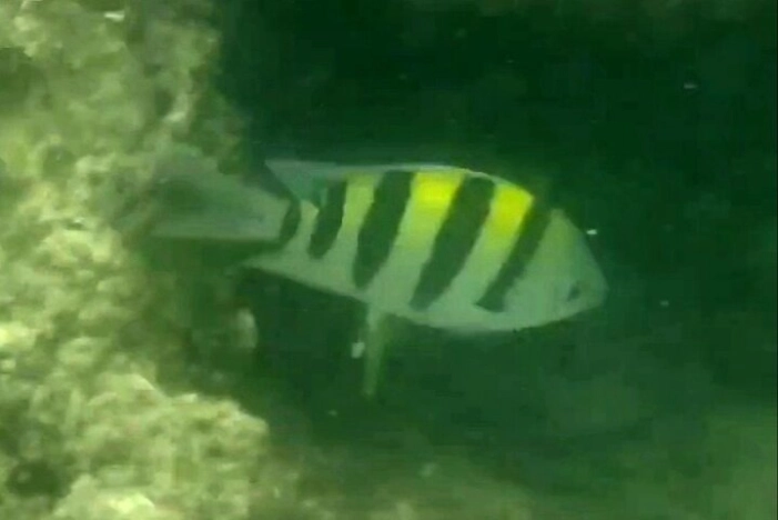 Image 31
