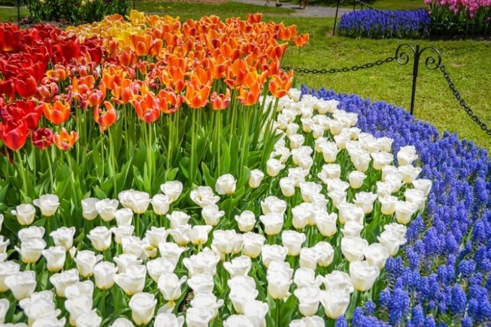 Mother’s Day Tulip Festival Day Trip to Albany from New York City