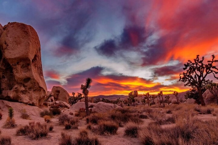 Joshua Tree National Park Day Tour from Los Angeles