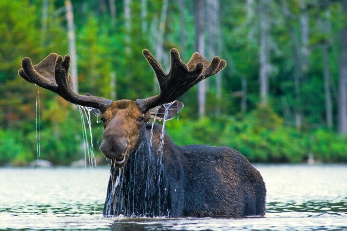 Private Sunrise 4-Hour Grand Teton Wildlife Adventure