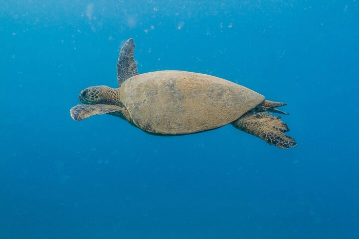 Turtle Reef Snorkel