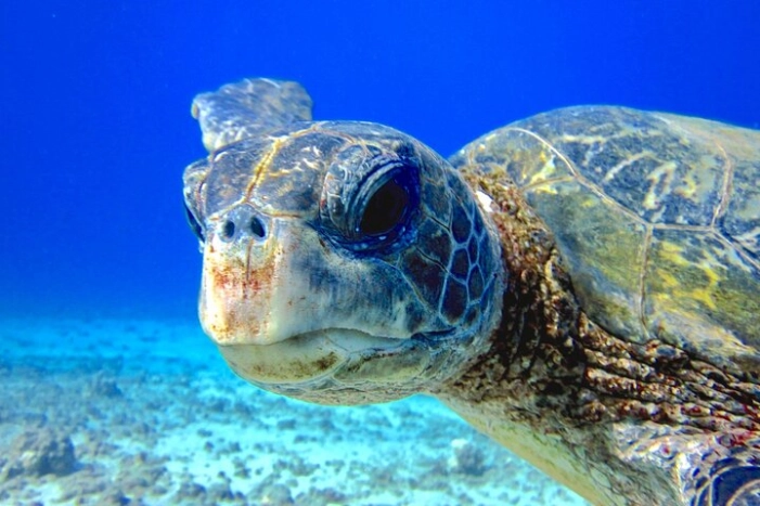 Guided Scuba Dive in Lahaina: Certified