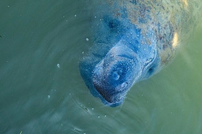 Manatees, Grasslands and Mangroves kayak Tour (Small Group Tour)