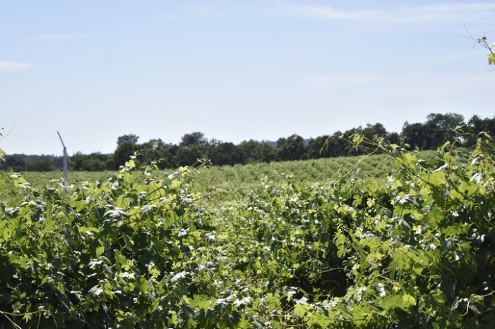 Lodi wine tasting tours Customized private 1 to 14 passenger