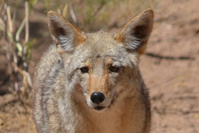 Image 11