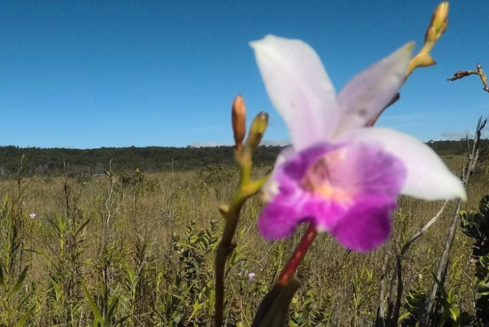 Image 15