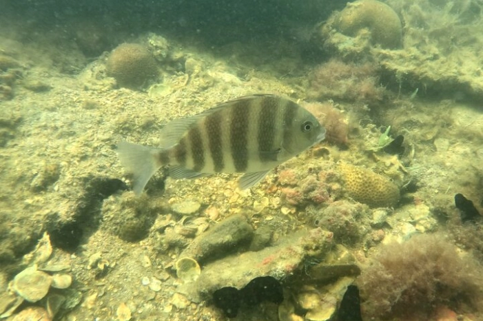 Image 15