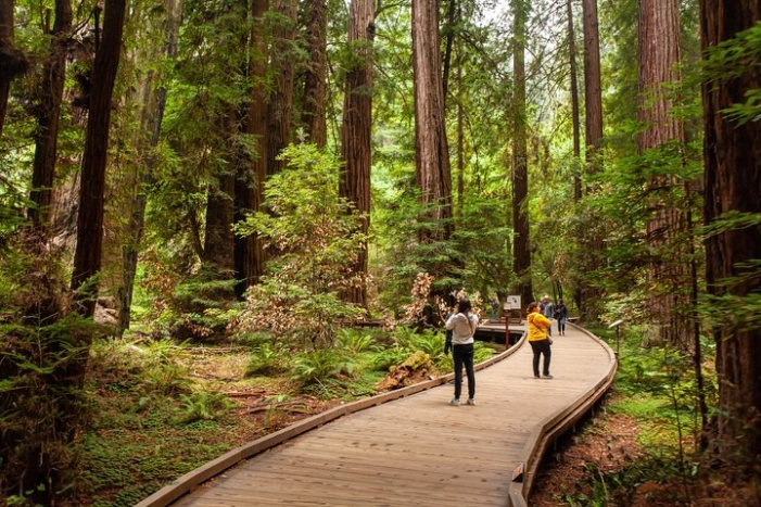 Muir Woods and Sausalito Tour Plus Bay Cruise