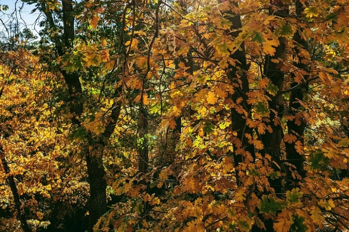 Image 15