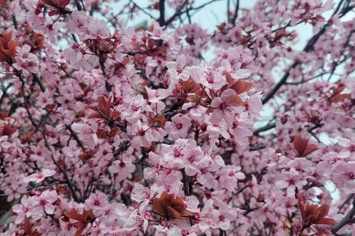 Image 27