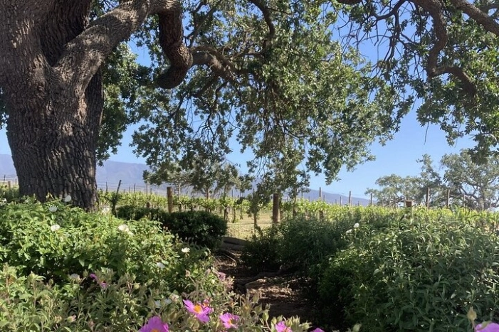 Willie's Wine Tours