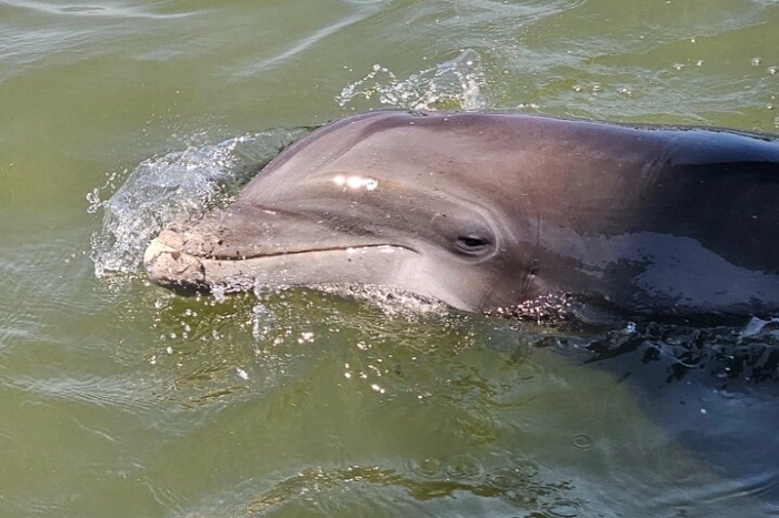 1 Hour Private Dolphin and Nature Tour