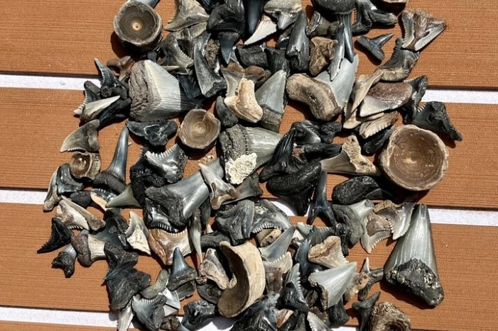 Barrier Island Drop Off Fossil Hunting Excursion