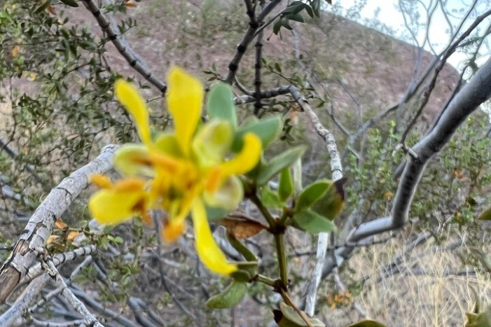 Image 4
