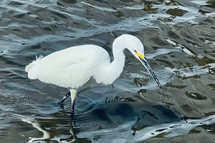 Image 30