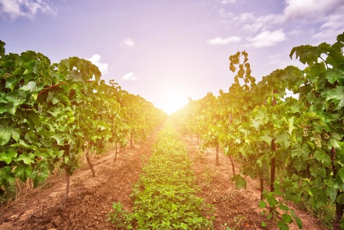 Half-Day Private Niagara County Wine Tour Experience