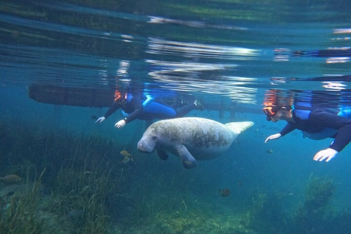 Small Group Manatee Swim Tour With Free Photos