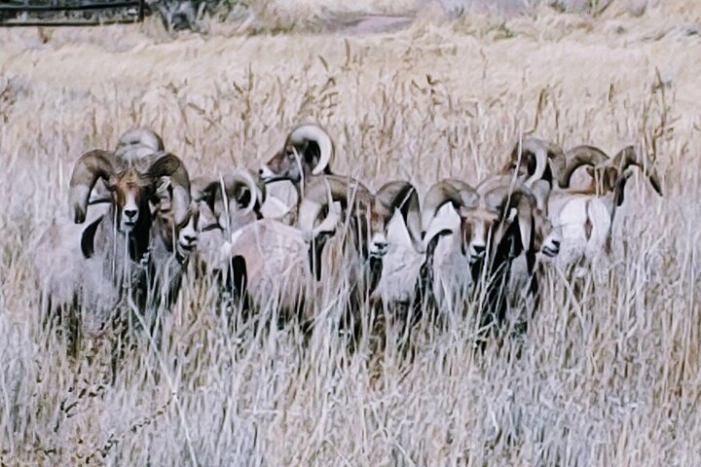Image 13