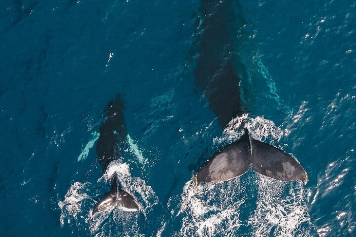 Whale Watching Cruise in Honolulu