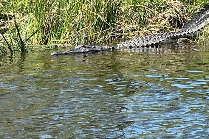Historical Scenic Bayou Swamp Water Trail Kayak Tour
