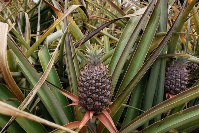 Image 12