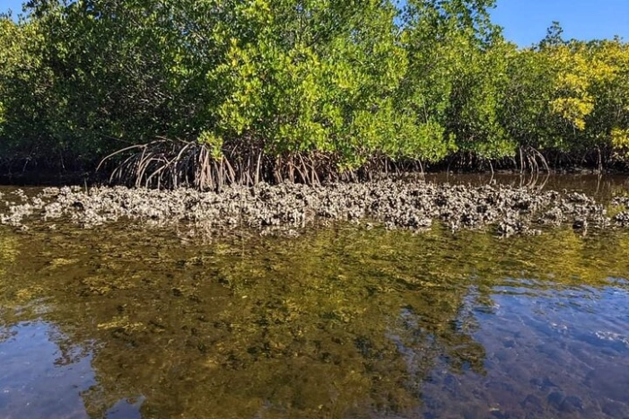 Image 8
