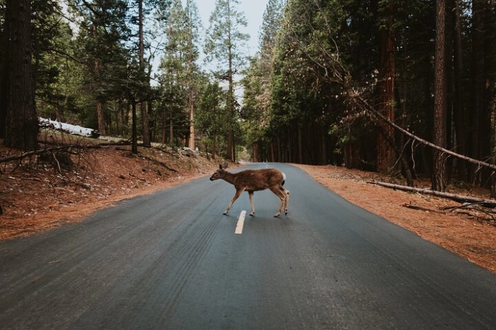 Image 15