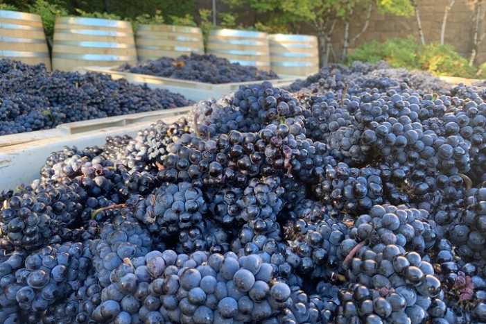 Willamette Wine Tour from McMinnville (Tasting Fees Included)