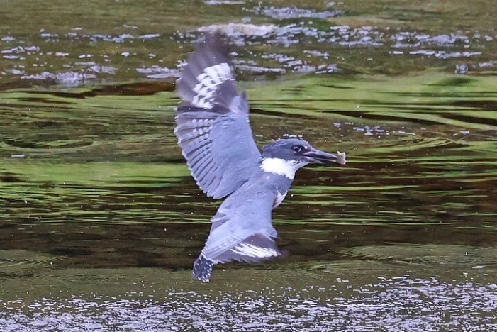 Image 35