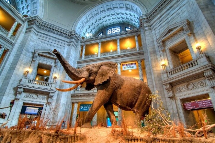 American and Natural History in One Day