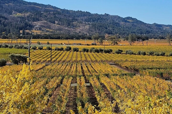 Private Guided Wine Tour of Napa Valley