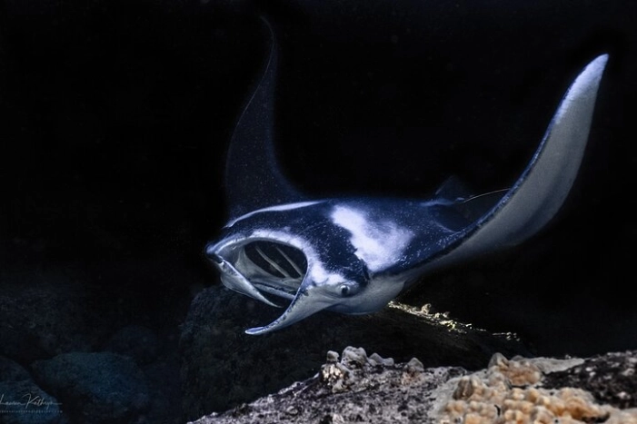Manta Ray Night Snorkel Experience of a Lifetime 