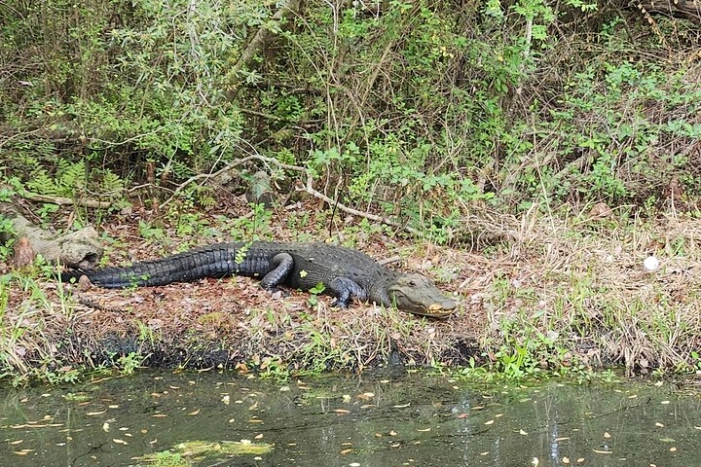 Image 48