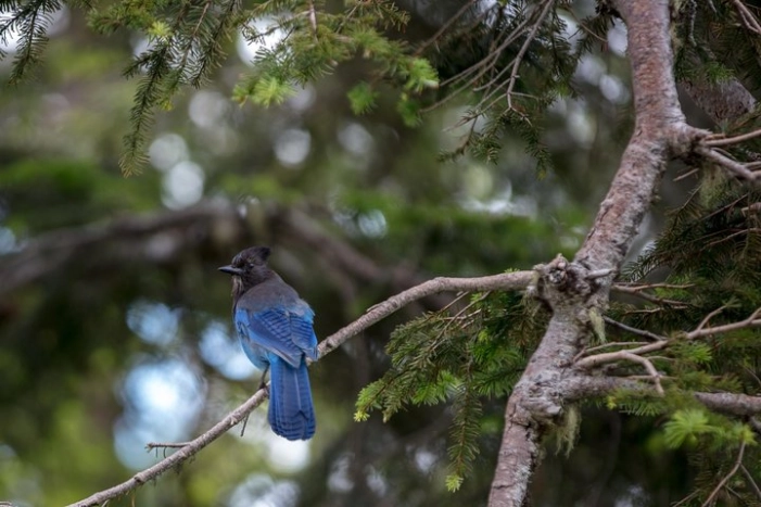 Image 11