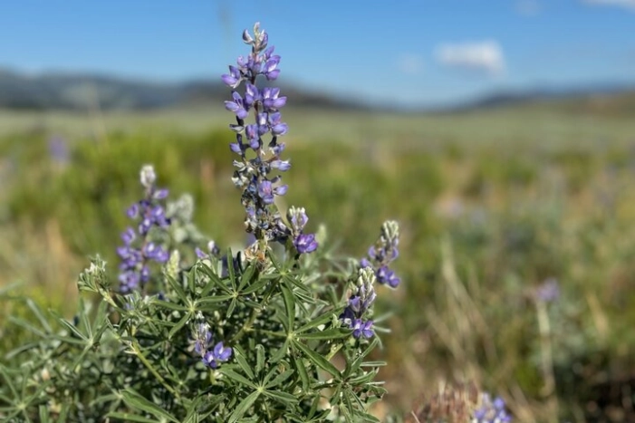 Image 15
