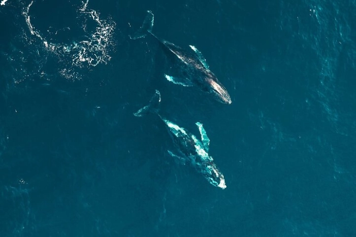 Waikiki Whale Watching Cruise
