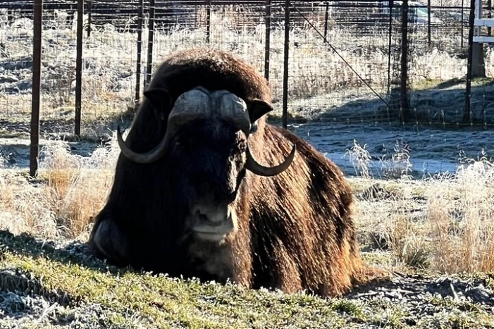A Guided Alaskan Escape: Wildlife Sanctuary and Glacier Hiking