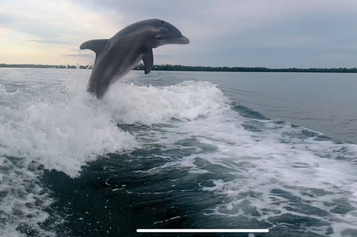 Private 2 Hour Dolphin & Eco Tour Marco Island, FL