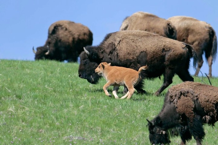 Full Day Wildlife Tour in Yellowstone Lamar Valley to Canyon