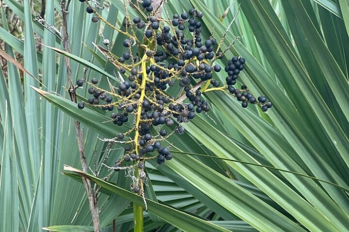 Image 31