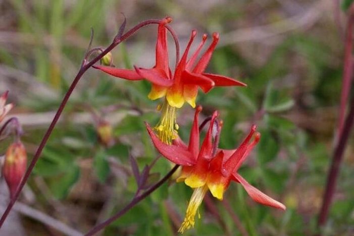 Image 16