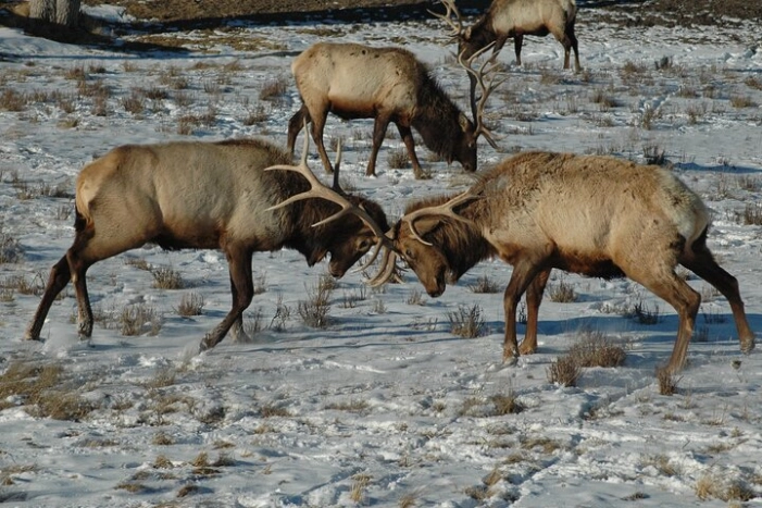 Grand Teton National Park Private Full Day Tour