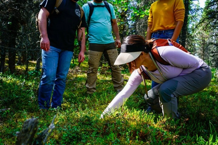4 Hour Off-Trail Hiking Tour in Denali