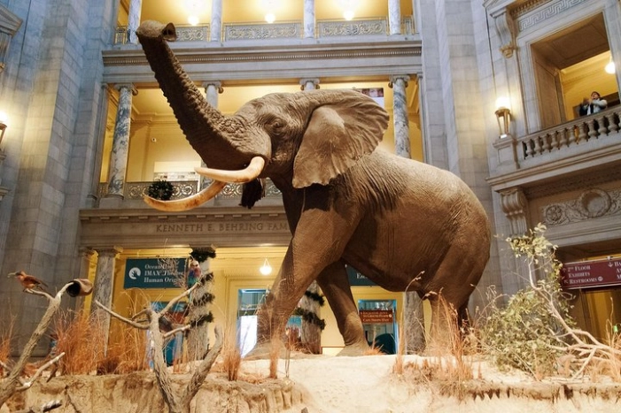 #1 Smithsonian Museum of Natural History | Satisfaction Guarantee