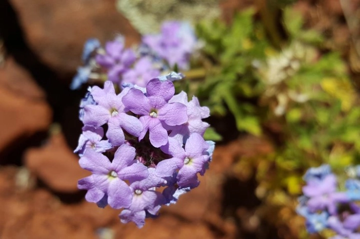 Private 3-Hour Sedona Metaphysical Photography Tour